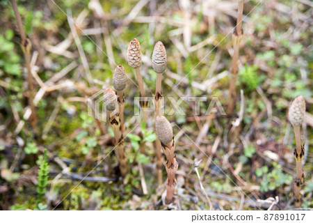 Horsetail that grows naturally in the spring rice fields Horsetail that grows naturally in the spring rice fields 87891017