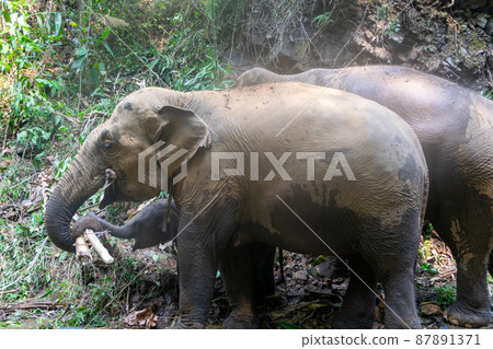 Thai elephant family in Chiang Mai bathes Thai elephant family in Chiang Mai bathes 87891371