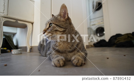 Gray Scottish Straight cat sleeping on the window. Portrait of a beautiful cat 87891432