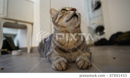 Gray Scottish Straight cat sleeping on the window. Portrait of a beautiful cat 87891433