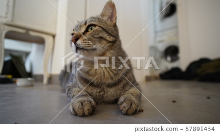 Gray Scottish Straight cat sleeping on the window. Portrait of a beautiful cat 87891434