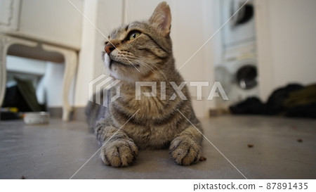 Gray Scottish Straight cat sleeping on the window. Portrait of a beautiful cat 87891435