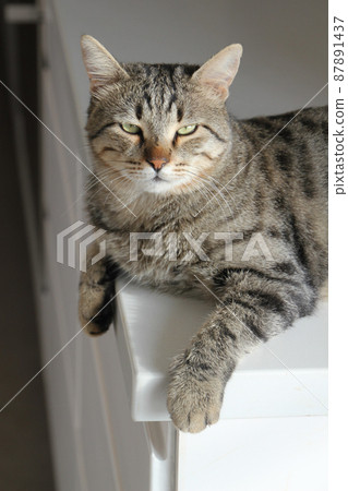 Gray Scottish Straight cat sleeping on the window. Portrait of a beautiful cat 87891437