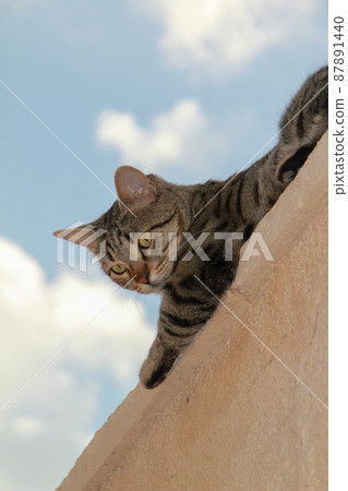 Gray Scottish Straight cat sleeping on the window. Portrait of a beautiful cat 87891440