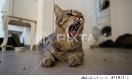 Gray Scottish Straight cat sleeping on the window. Portrait of a beautiful cat 87891442