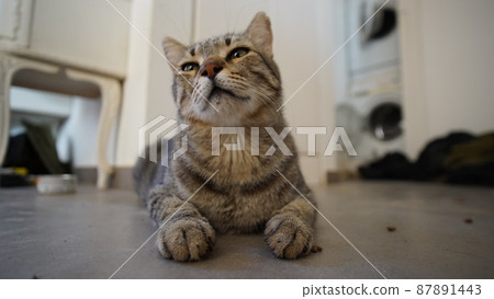 Gray Scottish Straight cat sleeping on the window. Portrait of a beautiful cat 87891443