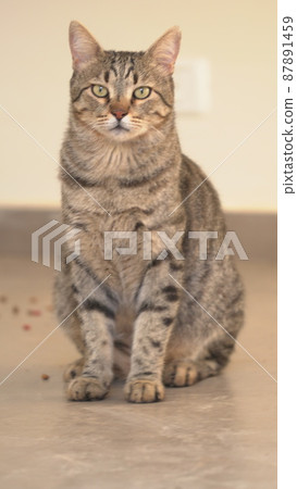 Gray Scottish Straight cat sleeping on the window. Portrait of a beautiful cat 87891459