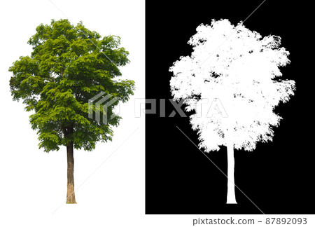 Green tree isolated on white background with post cut out original background and white background replaced for easy to selection with clippings path inside Green tree isolated on white background with post cut out original background and white background replaced for easy to selection with clippings path inside 87892093