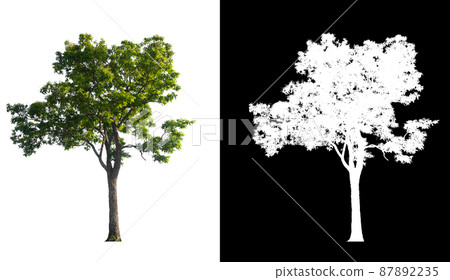 Green tree isolated on white background with post cut out original background and white background replaced for easy to selection with clippings path inside 87892235