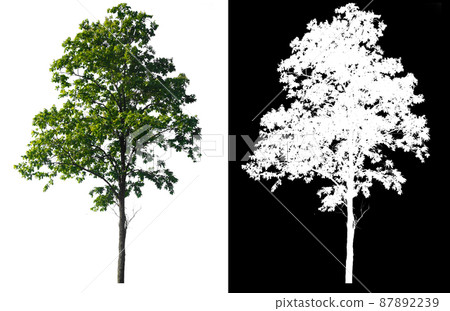Green tree isolated on white background with post cut out original background and white background replaced for easy to selection with clippings path inside Green tree isolated on white background with post cut out original background and white background replaced for easy to selection with clippings path inside 87892239