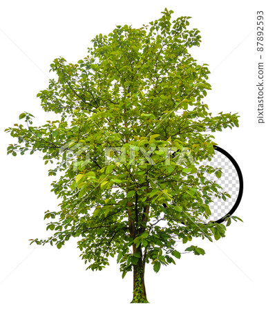 isolated tree on white background isolated tree on white background 87892593