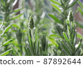 春天陽台上的陽台薰衣草_20220320 春天陽台上的陽台薰衣草_20220320 87892644