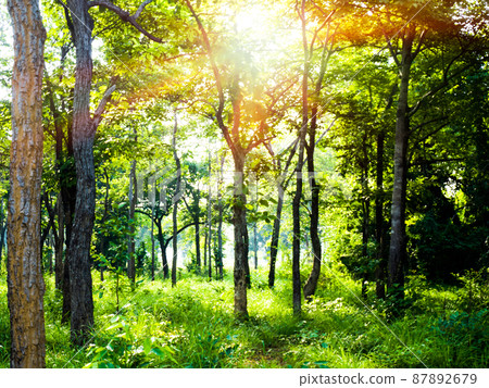 close up forest scape at sunrise 87892679