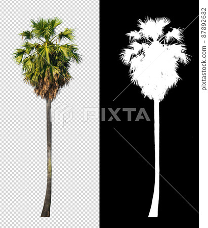 sugar palm tree on transparent picture background with clipping path sugar palm tree on transparent picture background with clipping path 87892682