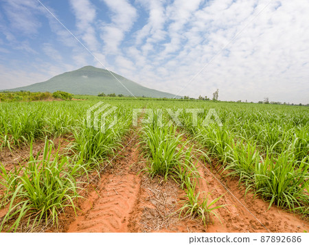 sugar cane field in cloudy day sugar cane field in cloudy day 87892686