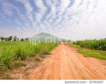 sugar cane field in cloudy day sugar cane field in cloudy day 87892687