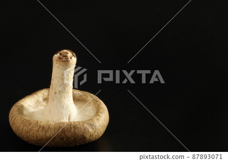 One raw shiitake mushroom (simple black background) 87893071