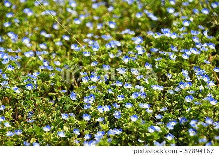 Ooouinunnguri (big dog scrotum) 87894167