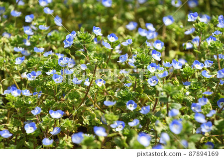 Ooouinunnguri (big dog scrotum) 87894169