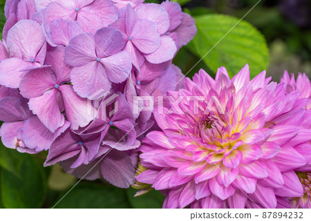 Pink dahlia and red-purple hydrangea flowers 87894232