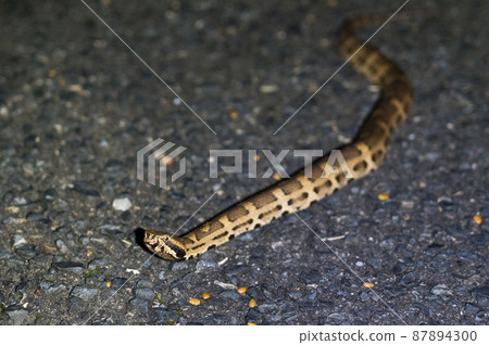 Amami Oshima's Himehab 87894300