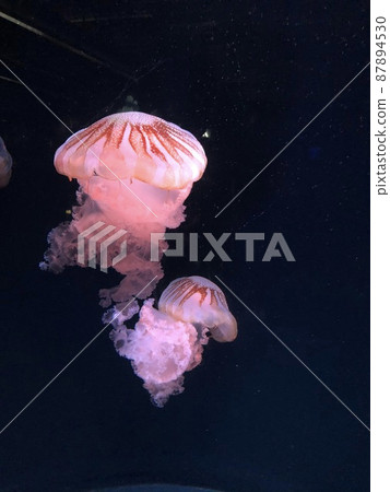 Jellyfish Jellyfish 87894530