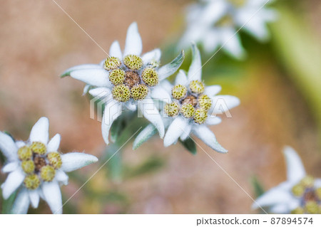 Chishima Usu 87894574