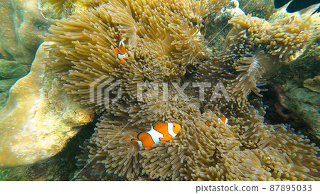 Family of clownfish hide in sea anemone on the beautiful coral reef in Surin island national park, Thailand 87895033