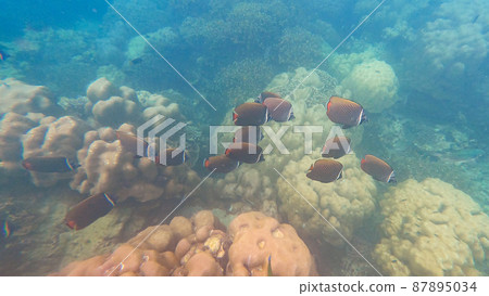 School of Collare Butterflyfish in beautiful coral reef, Surin island national park, Phang nga, Thailand School of Collare Butterflyfish in beautiful coral reef, Surin island national park, Phang nga, Thailand 87895034
