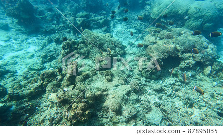 Beautiful underwater scene of colorful Coral reefs and large schools of redtail butterflyfish in Surin islands national park, Phang Nga, Thailand 87895035