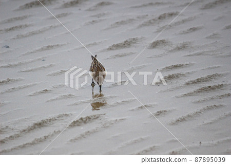 Red-necked stint looking for food on the beach Red-necked stint looking for food on the beach 87895039