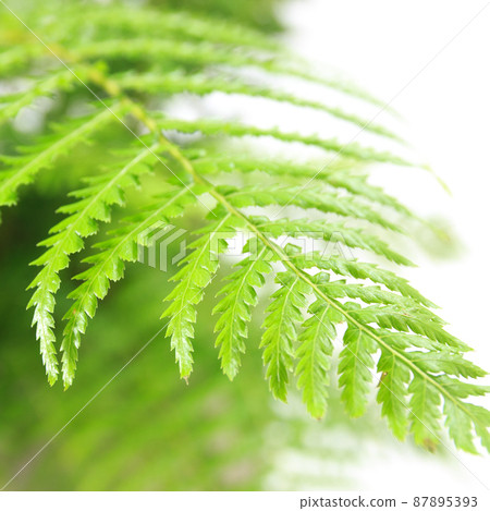 Ornamental plant, Dicksonia leaf [white background] 87895393
