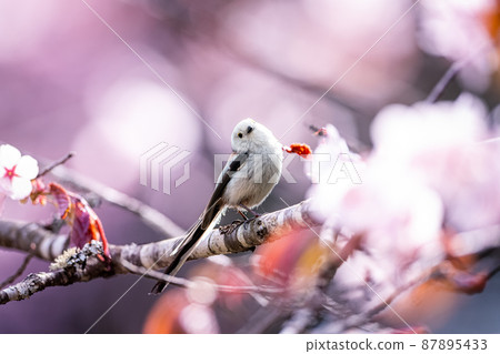 Wild cherry blossoms and long-tailed tit 87895433