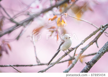 Wild cherry blossoms and long-tailed tit Wild cherry blossoms and long-tailed tit 87895434