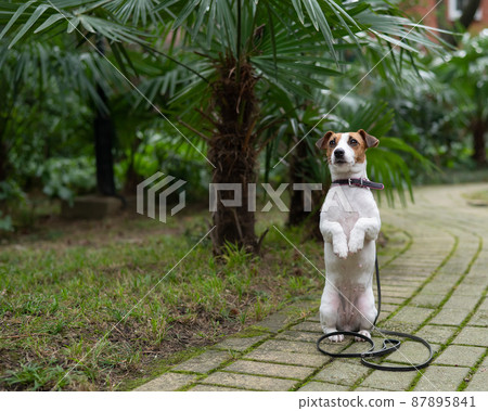 Jack Russell Terrier dog sitting alone in the park under a palm tree. Jack Russell Terrier dog sitting alone in the park under a palm tree. 87895841