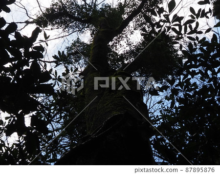 Wood silhouette Wood silhouette 87895876