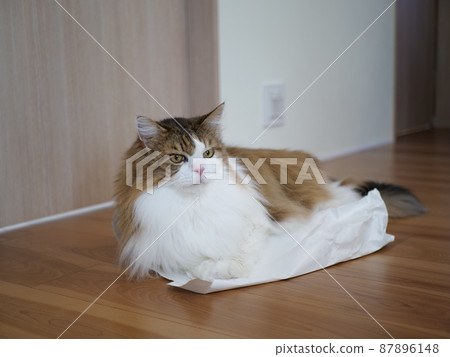 Cat and paper bag maine coon cat 87896148