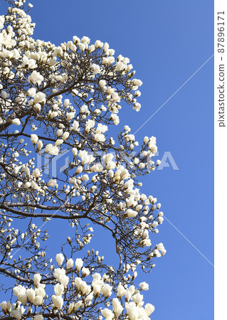 Haku Mokren 87896171