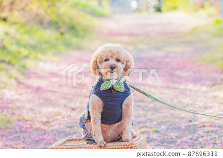 Dog and cherry Dog and cherry 87896311