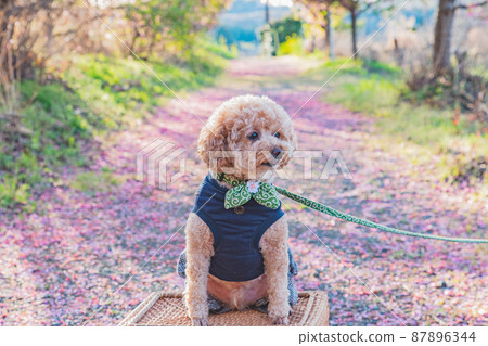 Dog and cherry 87896344