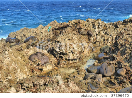 沖繩縣與那國島 Arishi 87896470