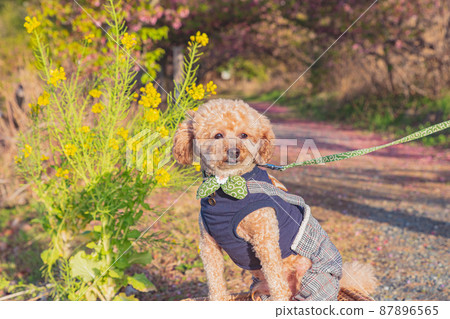 狗和強姦開花 87896565
