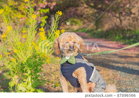 狗和強姦開花 87896566