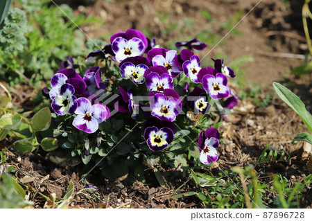 Viola flowers blooming in the garden of early spring in Japan Viola flowers blooming in the garden of early spring in Japan 87896728