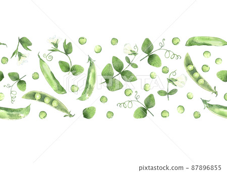 Seamless border with watercolor peas, plant and flower. Illustrated organic food. Design for label and packaging. 87896855