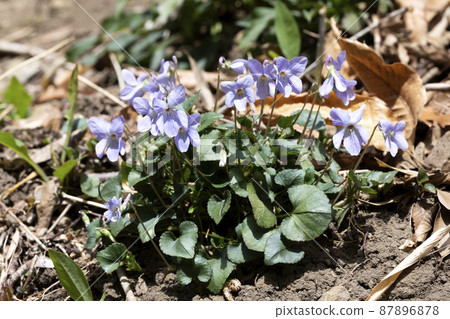 Viola grypocera 87896878