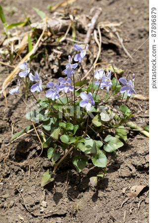 Viola grypocera 87896879