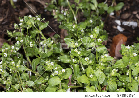 繁縷 87896884