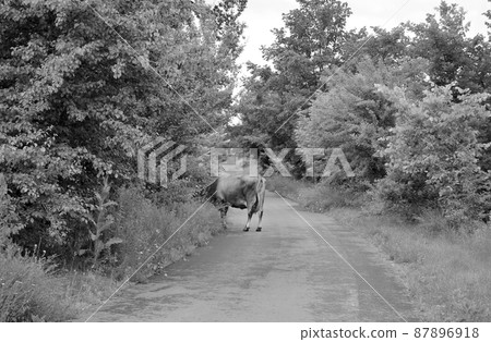 Photography on theme beautiful big milk cow Photography on theme beautiful big milk cow 87896918