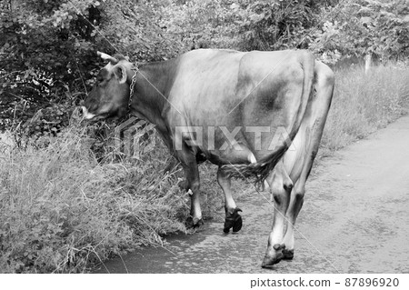 Photography on theme beautiful big milk cow Photography on theme beautiful big milk cow 87896920
